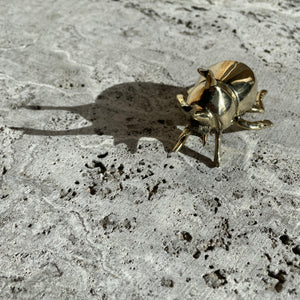 Stick Nose Brass Beetle - Mr Pinchy & Co